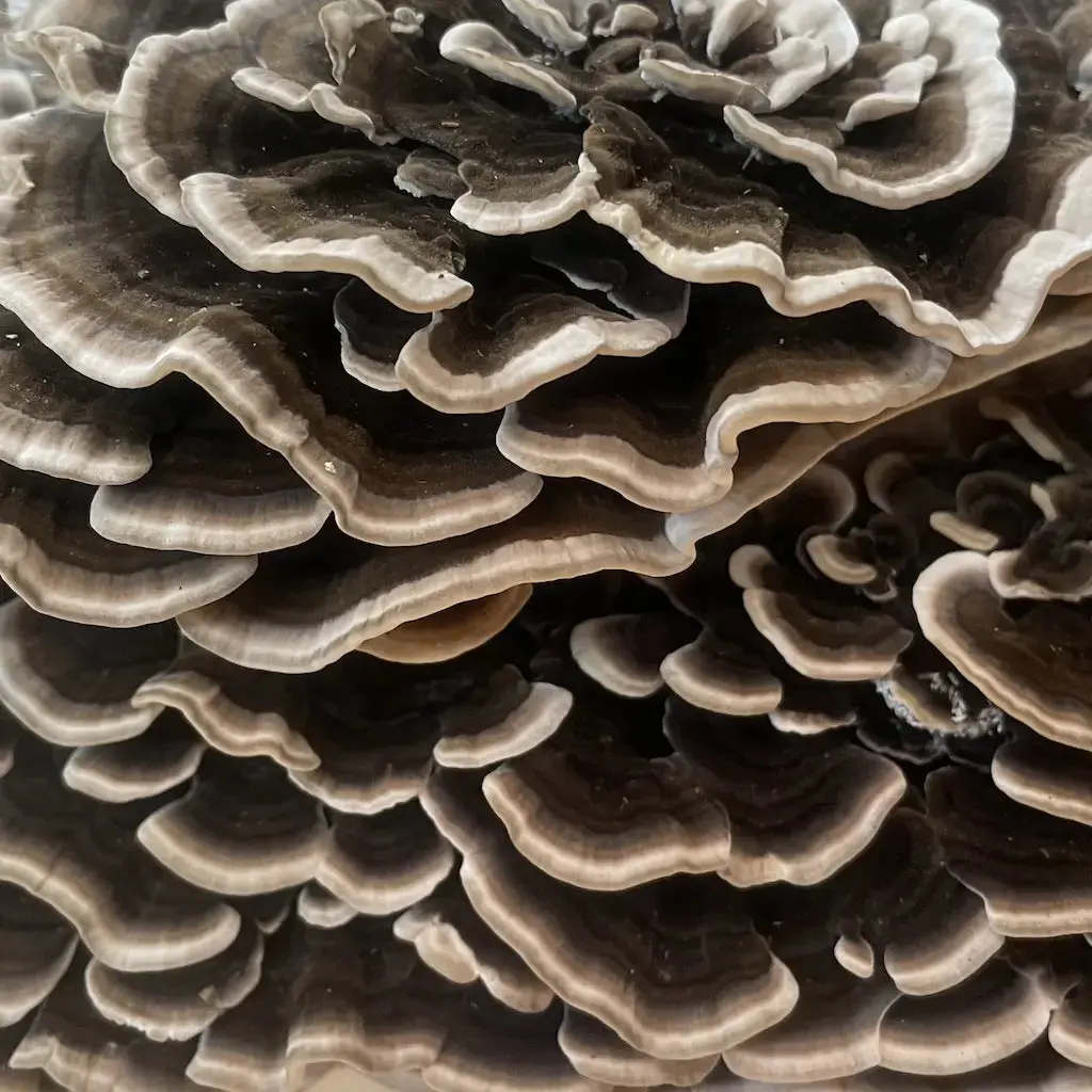 Fresh turkey tail mushrooms supplied by MK Supplier